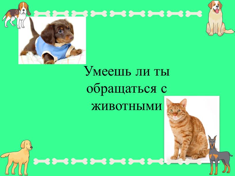 Умеешь ли ты обращаться с животными