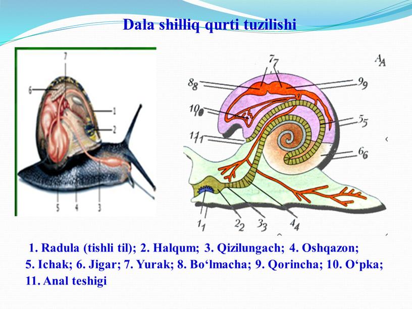 Dala shilliq qurti tuzilishi 1