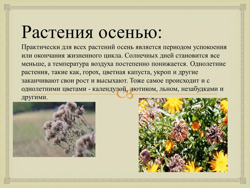 Растения осенью: Практически для всех растений осень является периодом успокоения или окончания жизненного цикла