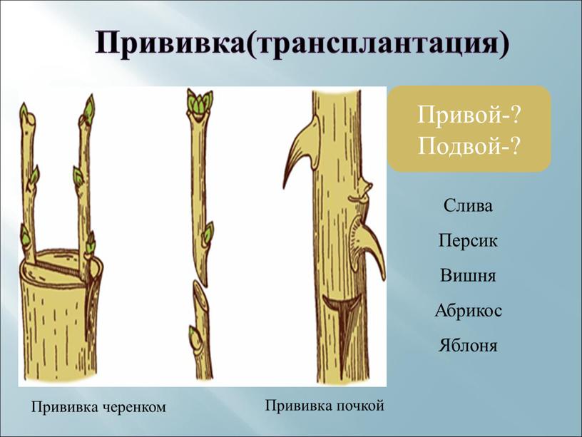 Какой способ вегетативного размножения показан на рисунке усами прививкой