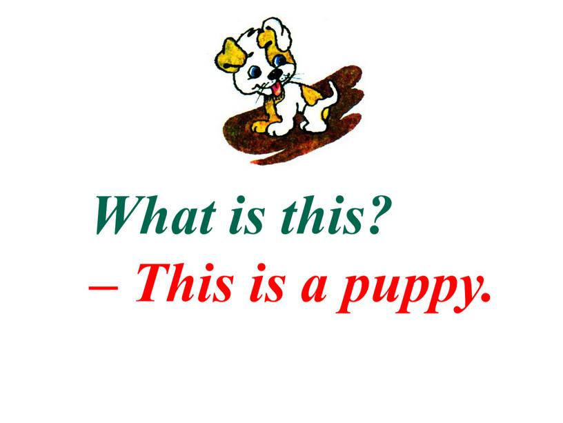 What is this? – This is a puppy