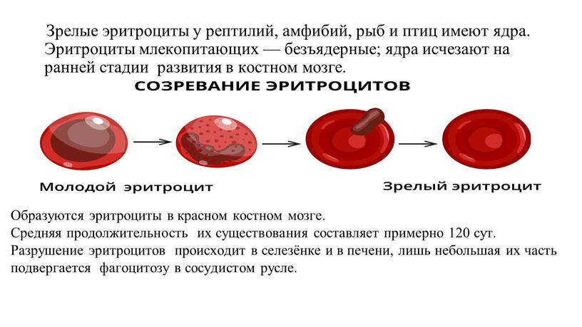 Зрелые эритроциты у рептилий, амфибий, рыб и птиц имеют ядра