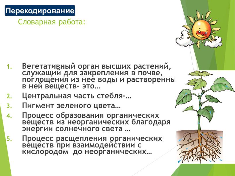 Словарная работа: Вегетативный орган высших растений, служащий для закрепления в почве, поглощения из нее воды и растворенных в ней веществ- это…