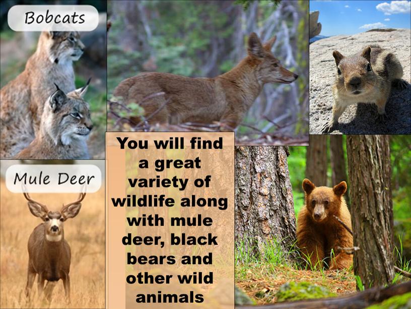 You will find a great variety of wildlife along with mule deer, black bears and other wild animals