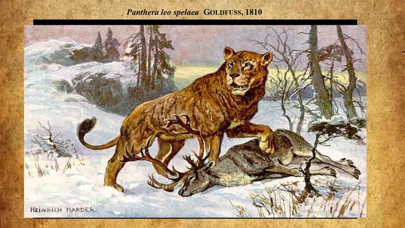 Panthera leo spelaea Goldfuss, 1810