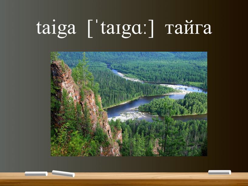 taiga [ˈtaɪgɑː] тайга