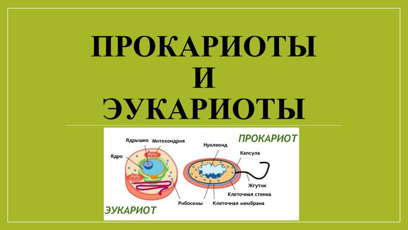 Прокариоты и эукариоты
