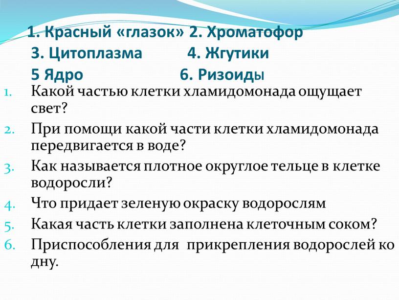 Красный «глазок» 2. Хроматофор 3