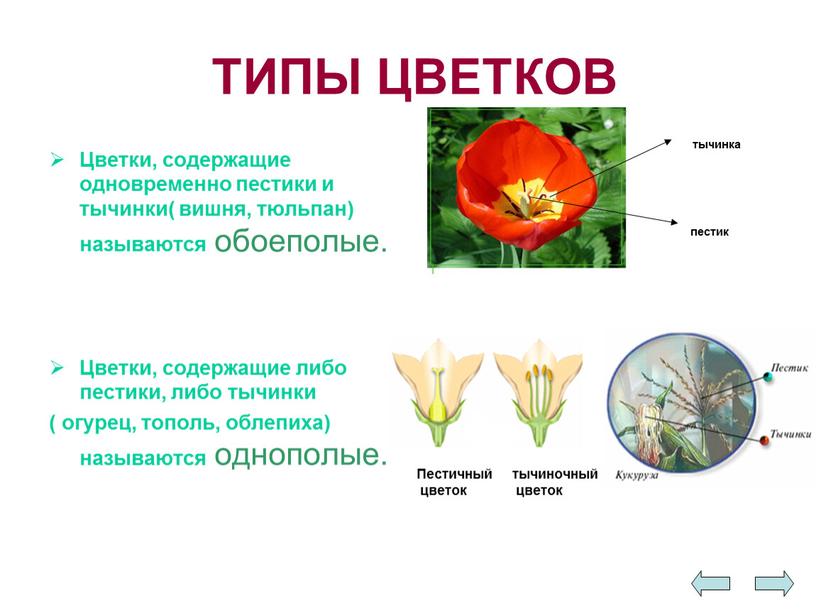 ТИПЫ ЦВЕТКОВ Цветки, содержащие одновременно пестики и тычинки( вишня, тюльпан) называются обоеполые