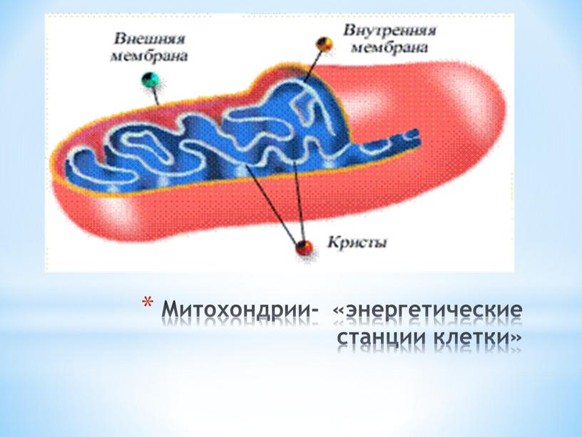 Митохондрии- «энергетические станции клетки»