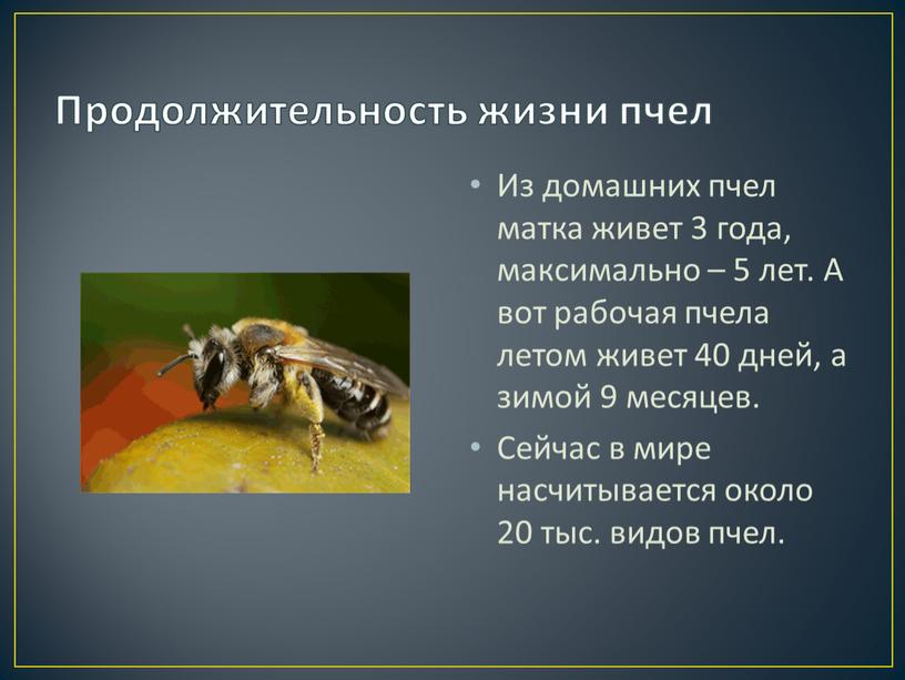 Продолжительность жизни пчел Из домашних пчел матка живет 3 года, максимально – 5 лет