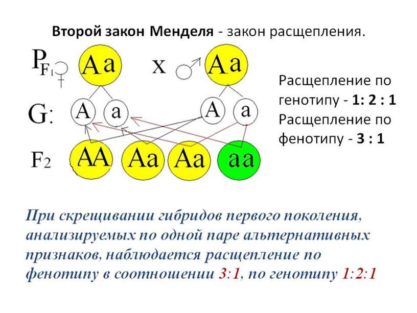 Презентация Основы генетики