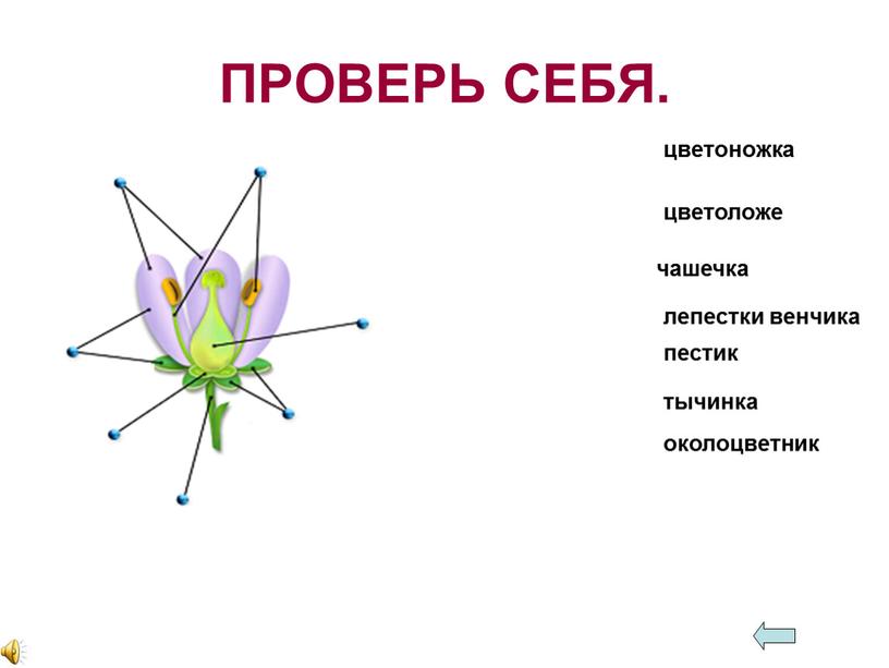 ПРОВЕРЬ СЕБЯ. цветоножка цветоложе чашечка лепестки венчика тычинка околоцветник пестик