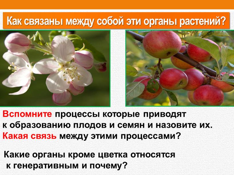 Как связаны между собой эти органы растений?