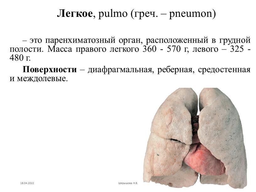 Легкое , pulmo (греч. – pneumon) – это па­ренхиматозный орган, расположенный в грудной полости