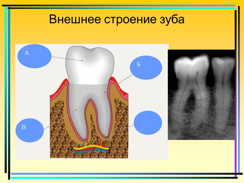 Внешнее строение зуба А Б В