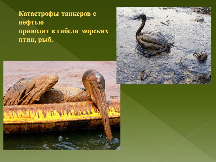 Катастрофы танкеров с нефтью приводят к гибели морских птиц, рыб