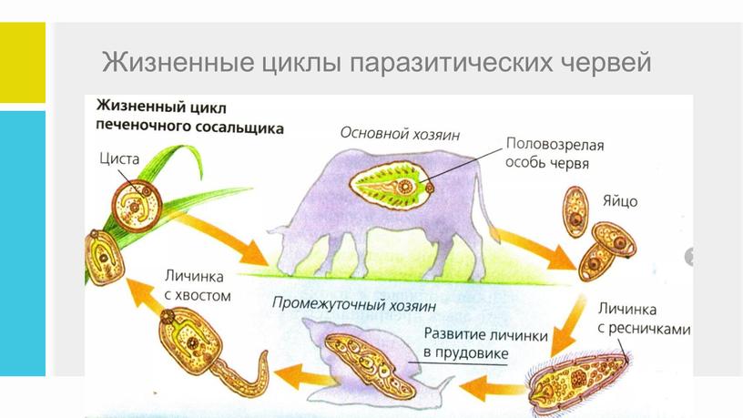 Жизненные циклы паразитических червей