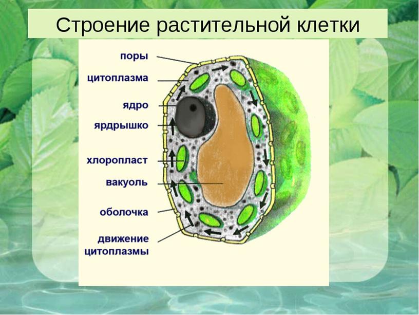 Жизнедеятельность клетки