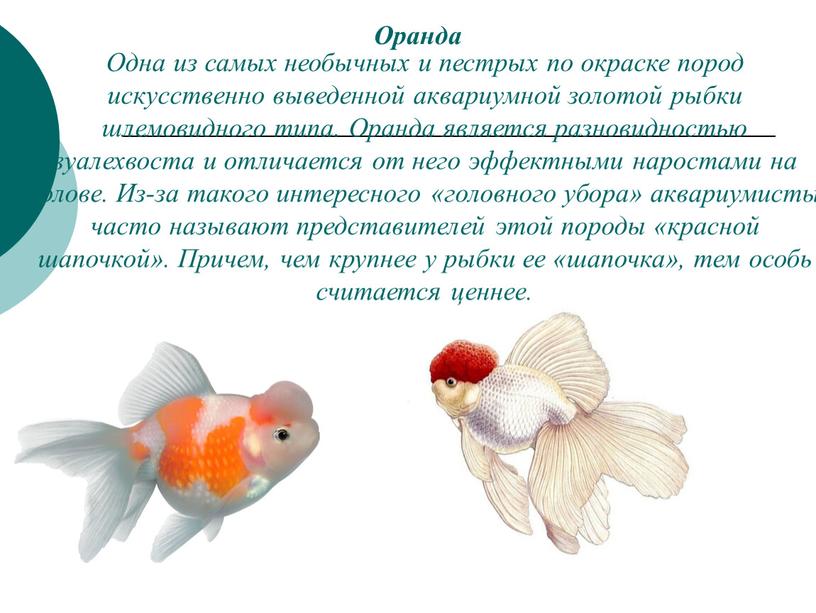 Оранда Одна из самых необычных и пестрых по окраске пород искусственно выведенной аквариумной золотой рыбки шлемовидного типа