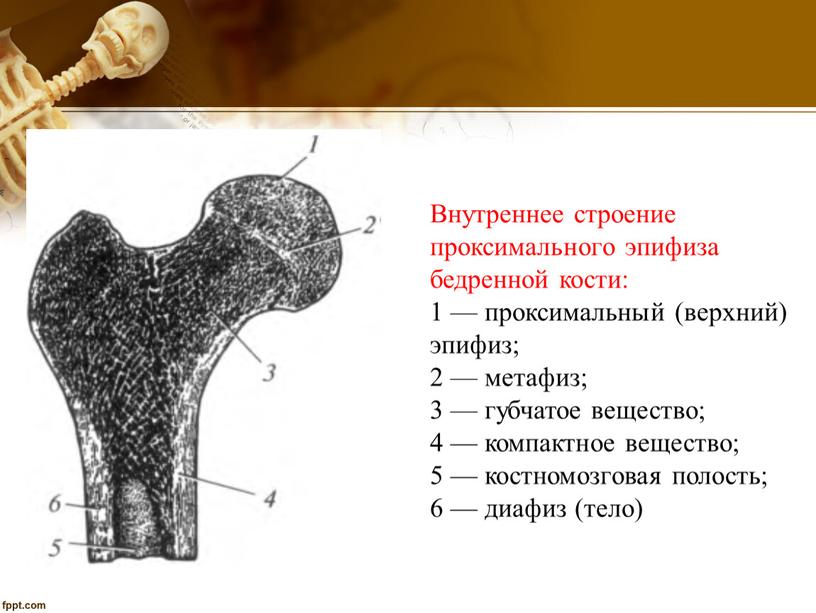 Проксимальный отдел бедренной кости где находится фото