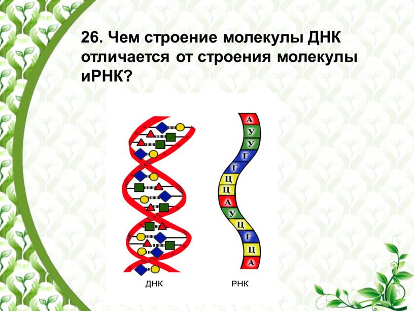 Чем строение молекулы ДНК отличается от строения молекулы иРНК?