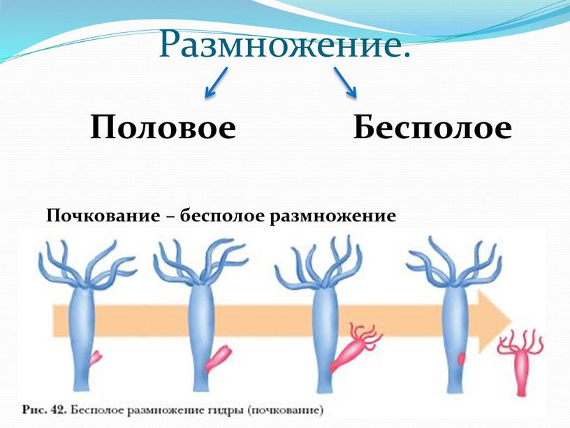 Размножение. Половое