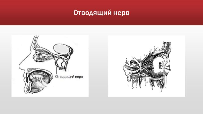 Отводящий нерв