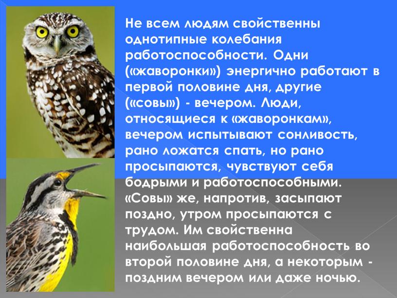 Не всем людям свойственны однотипные колебания работоспособности