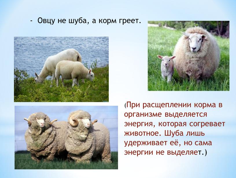 Овцу не шуба, а корм греет. (При расщеплении корма в организме выделяется энергия, которая согревает животное