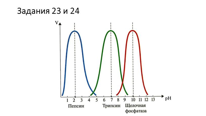 Задания 23 и 24