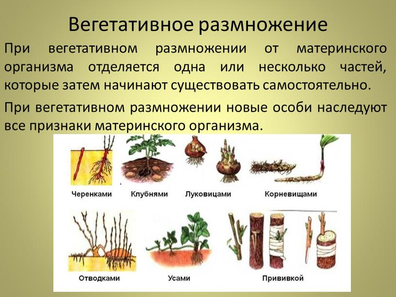 Вегетативное размножение При вегетативном размножении от материнского организма отделяется одна или несколько частей, которые затем начинают существовать самостоятельно