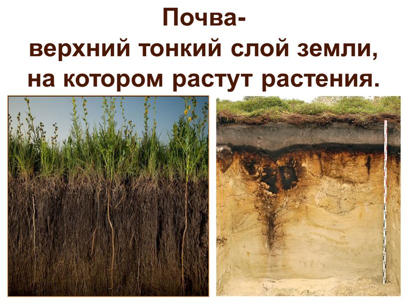 Почва- верхний тонкий слой земли, на котором растут растения