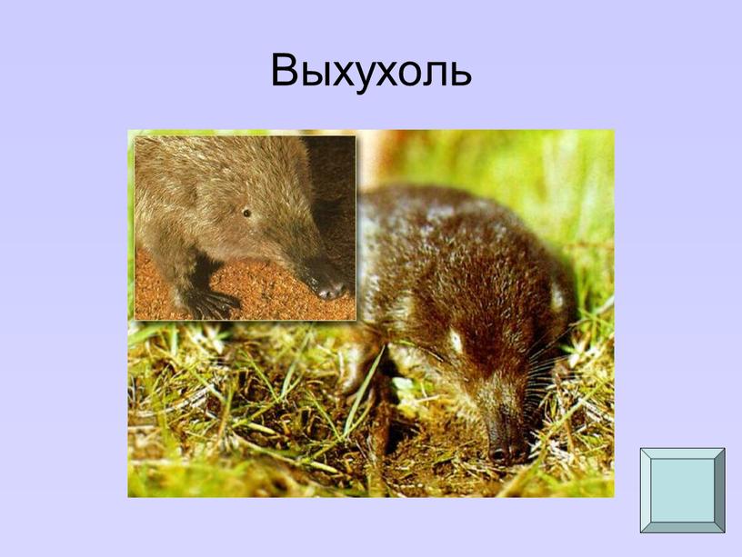 Выхухоль