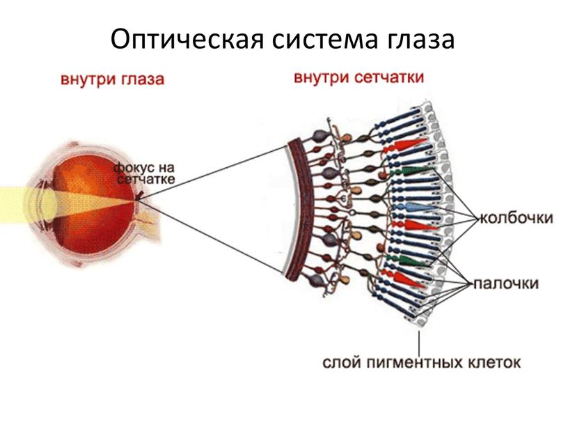 Оптическая система глаза После открытия дисперсии света основной величиной, определяющей цвет света, стала длина волны