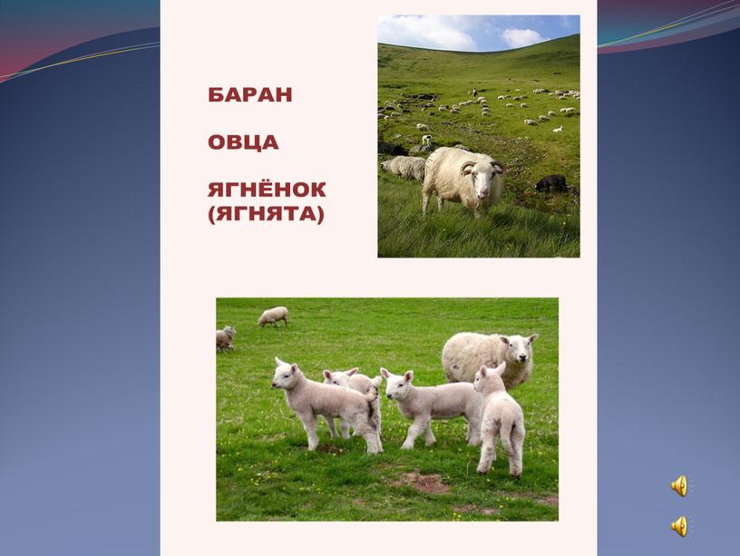 Презентация по экологическому воспитанию "Проект Наши младшие друзья" ( 2 мл.гр. ДОУ)