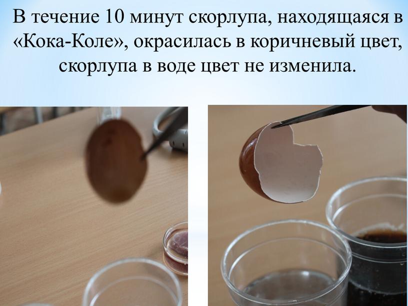 В течение 10 минут скорлупа, находящаяся в «Кока-Коле», окрасилась в коричневый цвет, скорлупа в воде цвет не изменила