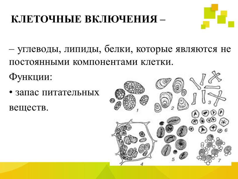 КЛЕТОЧНЫЕ ВКЛЮЧЕНИЯ – – углеводы, липиды, белки, которые являются непостоянными компонентами клетки