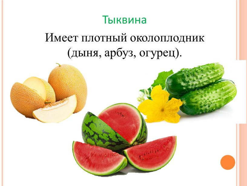 Тыквина Имеет плотный околоплодник (дыня, арбуз, огурец)