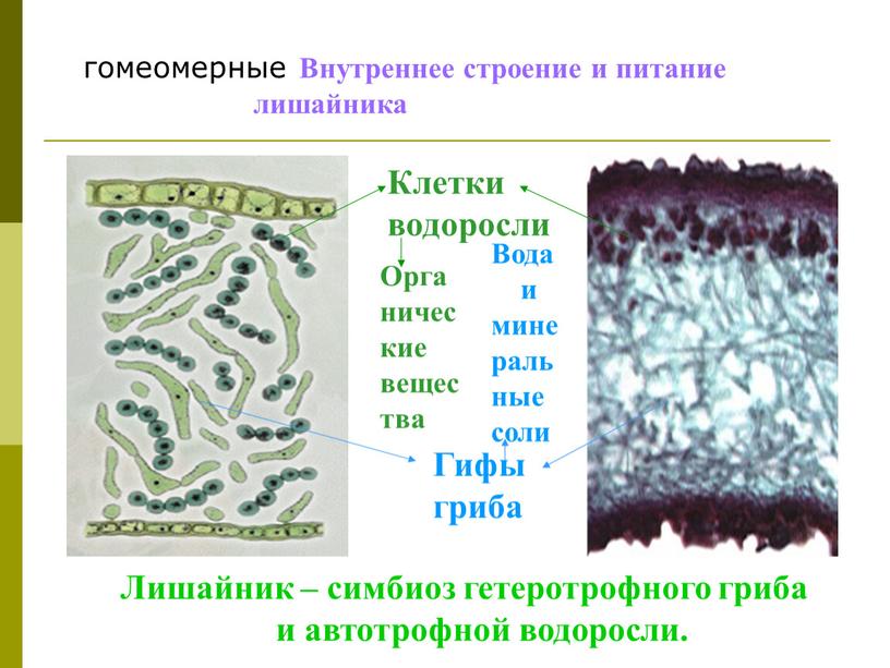 Гифы гриба Клетки водоросли Орга ничес кие вещества