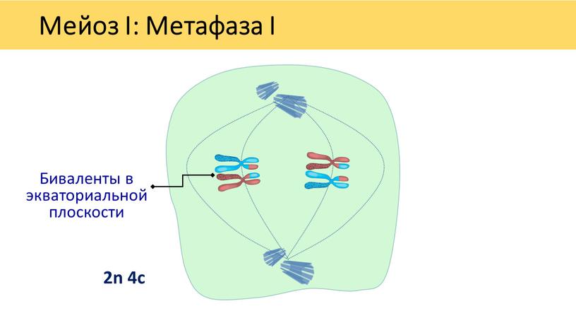 Мейоз I: Метафаза I Биваленты в экваториальной плоскости 2n 4c