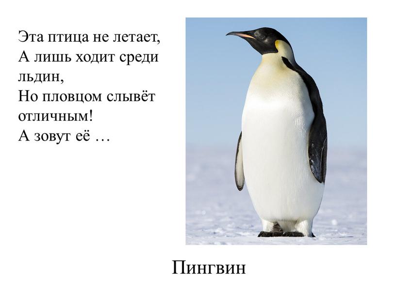 Пингвин Эта птица не летает, А лишь ходит среди льдин,