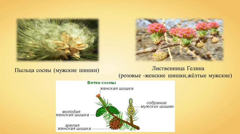 Пыльца сосны (мужские шишки) Лиственница