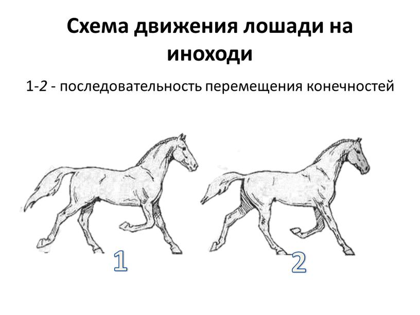 Схема движения лошади на иноходи 1- 2 - последовательность перемещения конечностей 1 2