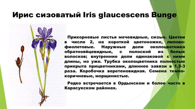 Ирис сизоватый Iris glaucescens