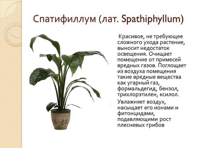 Спатифиллум (лат. Spathiphyllum)