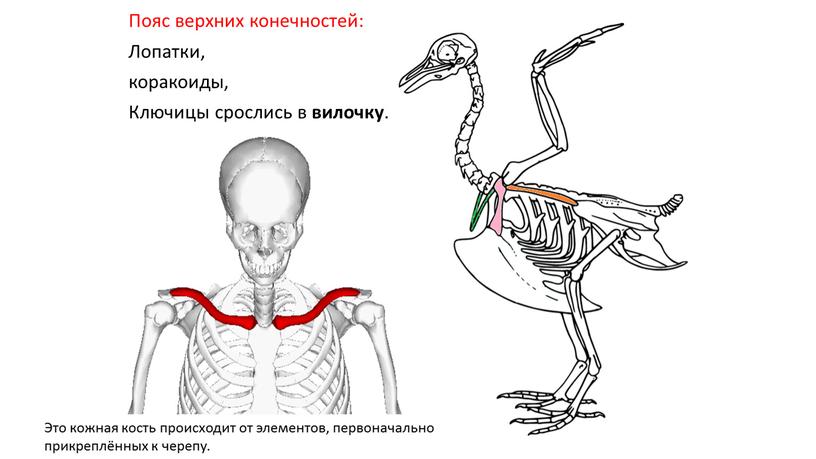 Пояс верхних конечностей: Лопатки, коракоиды,