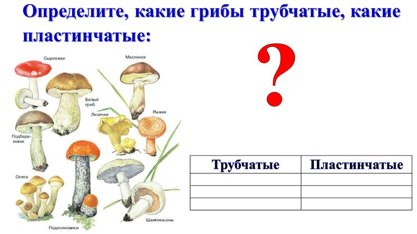 Определите, какие грибы трубчатые, какие пластинчатые: