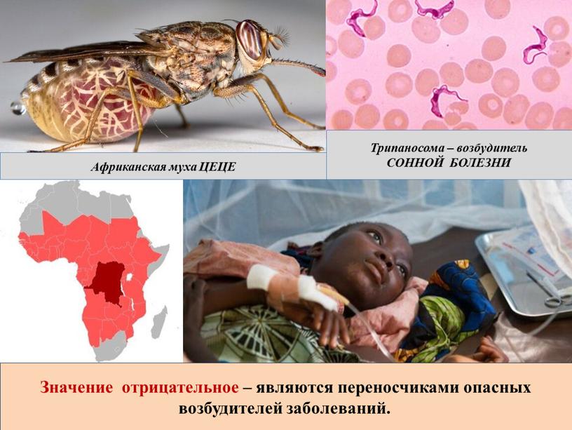 Значение отрицательное – являются переносчиками опасных возбудителей заболеваний