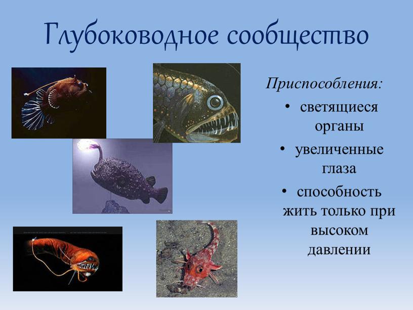 Глубоководное сообщество Приспособления: светящиеся органы увеличенные глаза способность жить только при высоком давлении